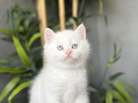Brıtısh Shorthair Red Point Yavrularım