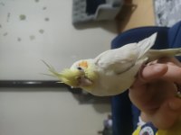 Sultan papağanı çiftimiz bakıcı arıyoruz