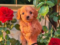 Üst Kalite Maltipoo Bebeklerimiz