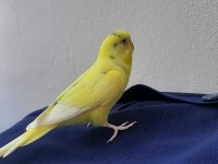 Sevimli 2 kuşcuk muhabbet