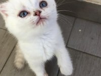 Safkan Scottish fold dişi mavi gözlü kedimiz