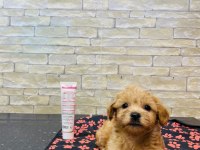 ORJİNAL MİNİ BOY MALTİPOO YAVRULAR