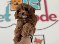 Ankaranın en güzel mini boy maltipoo yavruları