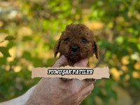 Orjinal Red Brown Toy Poodle