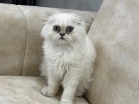 A Kalite Safkan Scottish Fold Longhair Silver Point Erkek