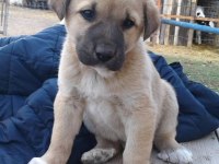 Orijinal kangal yavrusu şirin küçük