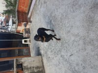 A sınıf doberman