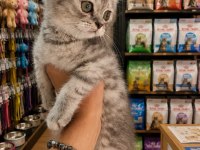 British shorthair silver 2,5 aylık yavru