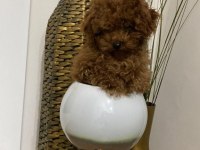 Toy poodle bebeklerimiz