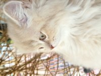 British longhair bly ay12