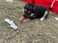 Alman kurt köpeği yerli kurt