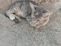 Gri yavru kedimiz acil yuva arıyor