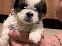 Şitsu köpeği
