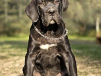 Irk garantili A şecere belgeli cane corso