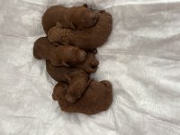 Ev doğumu (kızımın poodle bebekleri)