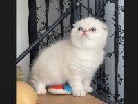 Safkan Ayı Surat Mavi Göz Scottish Fold Yavrumuz
