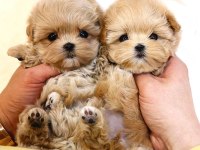 A Kalite Maltipoo Yavrular kore