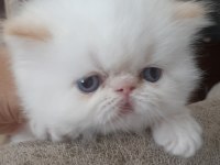 İran exotic longhair bebekler