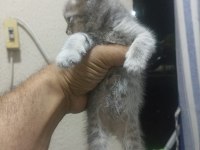 BAKMADAN GEÇMEYİN HER RENK KEDİLER İÇİN