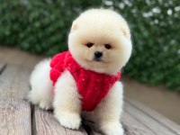Show Kalite Pomeranian Boo Yavrularımız