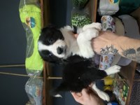 Burkemden a kalite Border collie yavrular