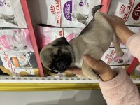 AŞILI ERKEK PUG YAVRU KÖPEĞİMİZ