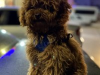 Toy poodle