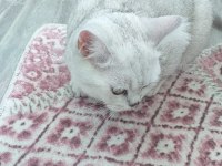 British shorthair kızımıza yeni yuva arıyoruz