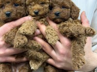 IRK GARANTİLİ EVİNİZİN NEŞESİ TOY POODLE