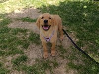 3 Aylık golden retriever köpeğimiz