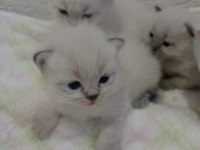 British shorthair ve scottish fold