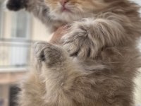British longhair golden dişi yavru kedimiz
