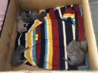 2 aylık british shorthair