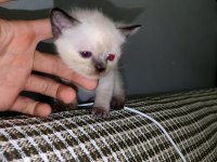 1 aylık dişi yavru siyam kedisi