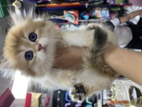 2 Aylık Golden Britishlonghair Yavrumuz