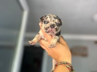 Egzotik Ve Standart Fransız Bulldog Yavrularımız