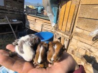 Her zaman ginepig bulunur üreticiyim