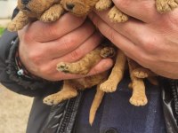 poodle bebeklerimiz
