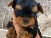 Teacup orjinal yorkshire terrier