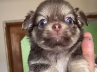 Tatlı şivava chihuahua köpeğimiz