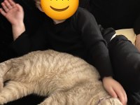 Ücretsiz sahiplendirme 3 yaşında scottish fold