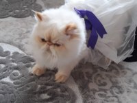 İran exotic longhair bebekler