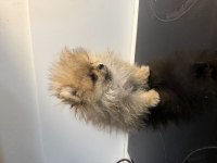 Orjinal 3 aylık dişi pomeranian boo
