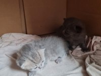 21 Nisan Doğumlu British Shorthair Yavru Kediler