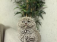 SCOTTISH FOLD LILAK YAVRULARIM TESLİME HAZIR