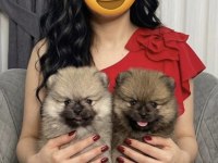 Pomeranian Orange Üst Kalite Erkek Ve Dişi Aşklarım