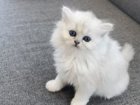 British longhair