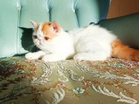 Türkiye'nin en iyilerinden exotic shorthair