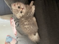 Dişi scottish fold yavrum