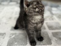 2 aylık sevimli erkek british longhair